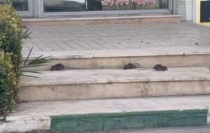 رژه جانوران موذی روی اعصاب مردم پرند، وقتی «موشگیری» در اولویت مدیریت شهری نیست رژه جانوران موذی روی اعصاب مردم پرند، وقتی «موشگیری» در اولویت مدیریت شهری نیست