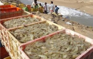 رکورد تولید میگو در ایران؛ 80 درصد صادر میشود رکورد تولید میگو در ایران؛ 80 درصد صادر میشود