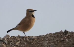 «زاغبور» پرنده بومی ایران در قاب توران شاهرود «زاغبور» پرنده بومی ایران در قاب توران شاهرود