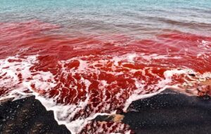 ساحل آلبالویی ایران کجاست؟ ساحل آلبالویی ایران کجاست؟