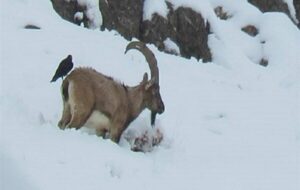 سازمان محیط زیست: در روزهای برفی از غذادهی به حیاتوحش خودداری کنید سازمان محیط زیست: در روزهای برفی از غذادهی به حیاتوحش خودداری کنید