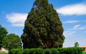 سرو ابرکوه، مسن ترین موجود زنده ایران چند سال دارد؟ + عکس سرو ابرکوه، مسن ترین موجود زنده ایران چند سال دارد؟ + عکس