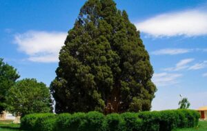 سرو ۴ هزار ساله یا «سرو زرتشت» کجاست؟ سرو ۴ هزار ساله یا «سرو زرتشت» کجاست؟