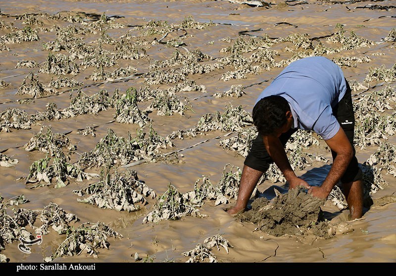 «سیلاب» سرمایه کشاورزان فاریاب را بلعید؛ هشدار درباره موج جدید بارندگی استان کرمان , اخبار استان کرمان , کشاورزی , سیل , بارندگی ,