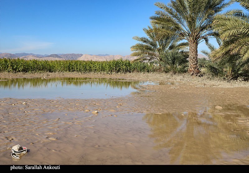 «سیلاب» سرمایه کشاورزان فاریاب را بلعید؛ هشدار درباره موج جدید بارندگی استان کرمان , اخبار استان کرمان , کشاورزی , سیل , بارندگی ,