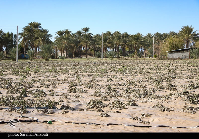 «سیلاب» سرمایه کشاورزان فاریاب را بلعید؛ هشدار درباره موج جدید بارندگی استان کرمان , اخبار استان کرمان , کشاورزی , سیل , بارندگی ,