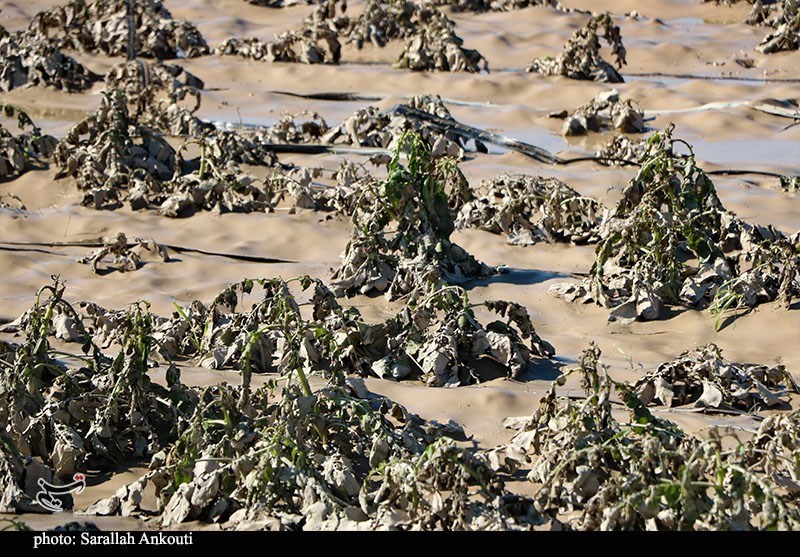 «سیلاب» سرمایه کشاورزان فاریاب را بلعید؛ هشدار درباره موج جدید بارندگی استان کرمان , اخبار استان کرمان , کشاورزی , سیل , بارندگی ,