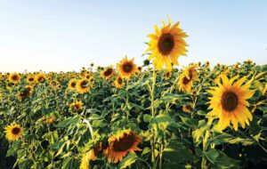 شهر گل های آفتابگردان ایران کجاست؟ شهر گل های آفتابگردان ایران کجاست؟