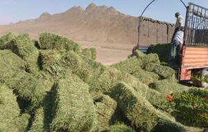 شهروندان شاهرودی پویش «نذر علوفه» راهاندازی کردهاند شهروندان شاهرودی پویش «نذر علوفه» راهاندازی کردهاند