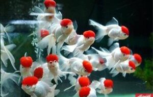 ظرفیت بالای تولید و صادرات ماهی تزئینی در اصفهان/ از کمبود نیروی انسانی متخصص تا ضرورت تکمیل زنجیره تولید ظرفیت بالای تولید و صادرات ماهی تزئینی در اصفهان/ از کمبود نیروی انسانی متخصص تا ضرورت تکمیل زنجیره تولید