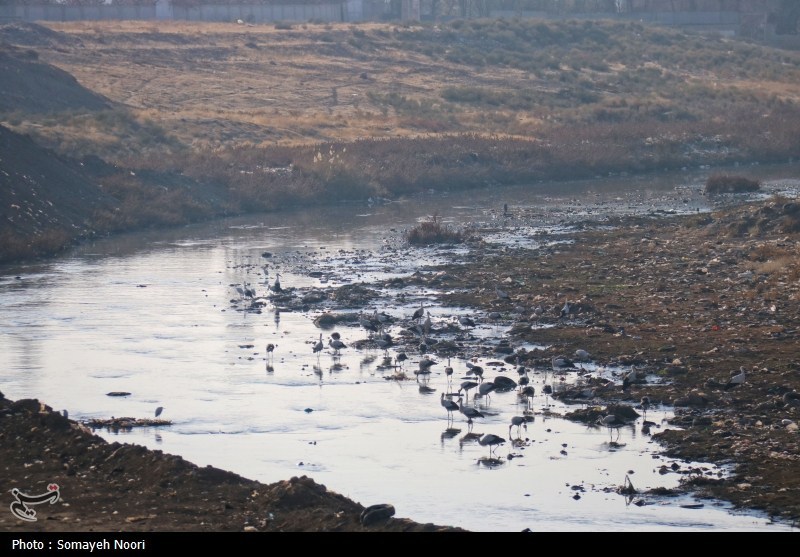 فاجعه زیستمحیطی در غرب ایران/قرهسو در محاصره "فاضلاب و پسماند"/ اکولوژیک منطقه نابود شد اخبار کرمانشاه , آلودگی های زیست محیطی , نظام مسائل استان , نظام مسائل استان کرمانشاه ,