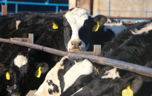 قطب تأمین 10 درصد شیر تهران درگیر با بحران تداوم تولید قطب تأمین 10 درصد شیر تهران درگیر با بحران تداوم تولید