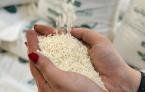 قیمت برنج امروز ۳۰ آذر ۱۴۰۴ / برنج طارم چند؟ قیمت برنج امروز ۳۰ آذر ۱۴۰۴ / برنج طارم چند؟