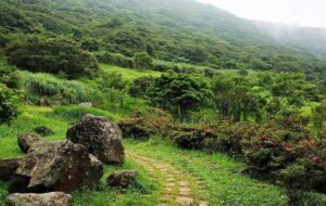 قیمت تورهای جنگلی ویژه نوروز ۱۴۰۴ / تور ۲ روزه ماسال نفری چند؟ + جدول قیمت تورهای جنگلی ویژه نوروز ۱۴۰۴ / تور ۲ روزه ماسال نفری چند؟ + جدول