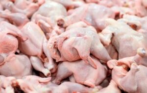 قیمت مرغ امروز ۲۷ آذر ۱۴۰۴ / مرغ به ۱۷۰ هزار رسید قیمت مرغ امروز ۲۷ آذر ۱۴۰۴ / مرغ به ۱۷۰ هزار رسید