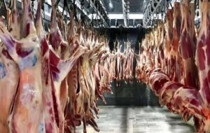 قیمت گوشت قرمز امروز ۱۷ آذر ۱۴۰۴ / فیله گوساله چند؟ قیمت گوشت قرمز امروز ۱۷ آذر ۱۴۰۴ / فیله گوساله چند؟