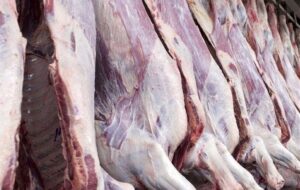 قیمت گوشت قرمز امروز ۳ دی ۱۴۰۴ / ماهیچه گوساله چند؟ قیمت گوشت قرمز امروز ۳ دی ۱۴۰۴ / ماهیچه گوساله چند؟