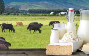 لبنیات دوباره گران شد لبنیات دوباره گران شد