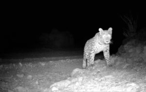 لحظه کمنظیر حضور پلنگ ایرانی در پارک ملی صیدوا مهدیشهر ثبت شد لحظه کمنظیر حضور پلنگ ایرانی در پارک ملی صیدوا مهدیشهر ثبت شد