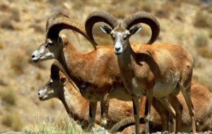 محیط زیست اصفهان: حیات وحش از تب برفکی مصون مانده است محیط زیست اصفهان: حیات وحش از تب برفکی مصون مانده است