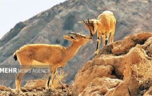 محیط زیست فیروزکوه: حیاتوحش در زمستان به روستاها نزدیکتر میشود محیط زیست فیروزکوه: حیاتوحش در زمستان به روستاها نزدیکتر میشود