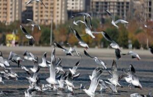 محیطزیست اصفهان: صدور مجوز شکار پرندگان به دلیل آنفلوآنزا ممنوع شد محیطزیست اصفهان: صدور مجوز شکار پرندگان به دلیل آنفلوآنزا ممنوع شد