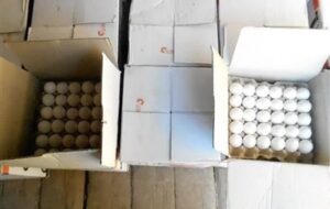 مرغهای تخمگذار کشتار می شود مرغهای تخمگذار کشتار می شود