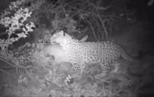 مشاهده پلنگ ایرانی در ارتفاعات جاده شهمیرزاد – چاشم مشاهده پلنگ ایرانی در ارتفاعات جاده شهمیرزاد – چاشم