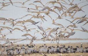 مهمانان زمستانه ایران از راه رسیدند/ کوچ هزاران بال از سیبری/ گذران زمستان در تالابهای شمال مهمانان زمستانه ایران از راه رسیدند/ کوچ هزاران بال از سیبری/ گذران زمستان در تالابهای شمال