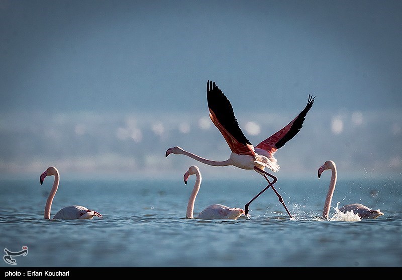 مهمانان زمستانه ایران از راه رسیدند/ کوچ هزاران بال از سیبری/ گذران زمستان در تالابهای شمال مهمانان زمستانه ایران از راه رسیدند/ کوچ هزاران بال از سیبری/ گذران زمستان در تالابهای شمال