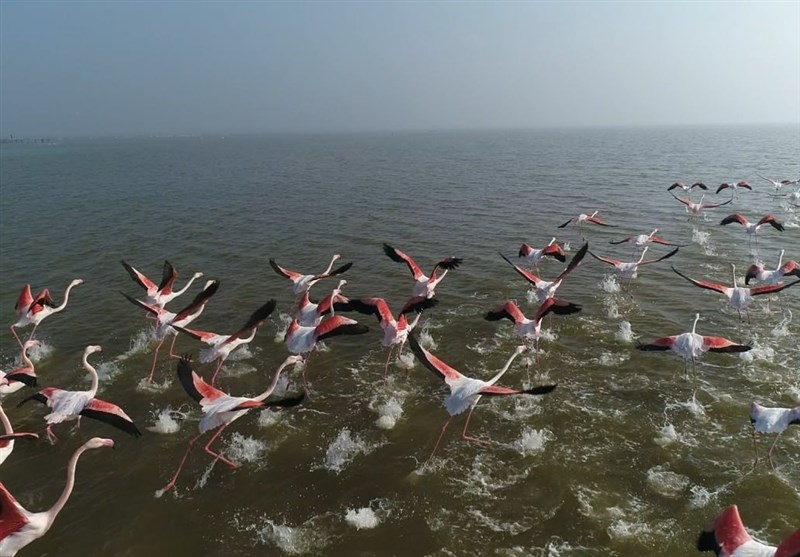 مهمانان زمستانه ایران از راه رسیدند/ کوچ هزاران بال از سیبری/ گذران زمستان در تالابهای شمال مهمانان زمستانه ایران از راه رسیدند/ کوچ هزاران بال از سیبری/ گذران زمستان در تالابهای شمال
