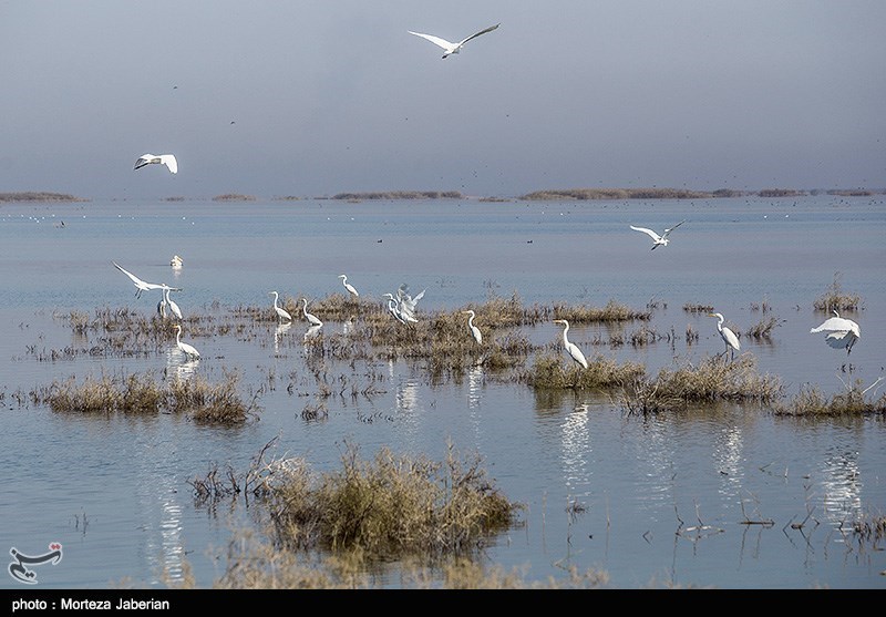 مهمانان زمستانه ایران از راه رسیدند/ کوچ هزاران بال از سیبری/ گذران زمستان در تالابهای شمال مهمانان زمستانه ایران از راه رسیدند/ کوچ هزاران بال از سیبری/ گذران زمستان در تالابهای شمال
