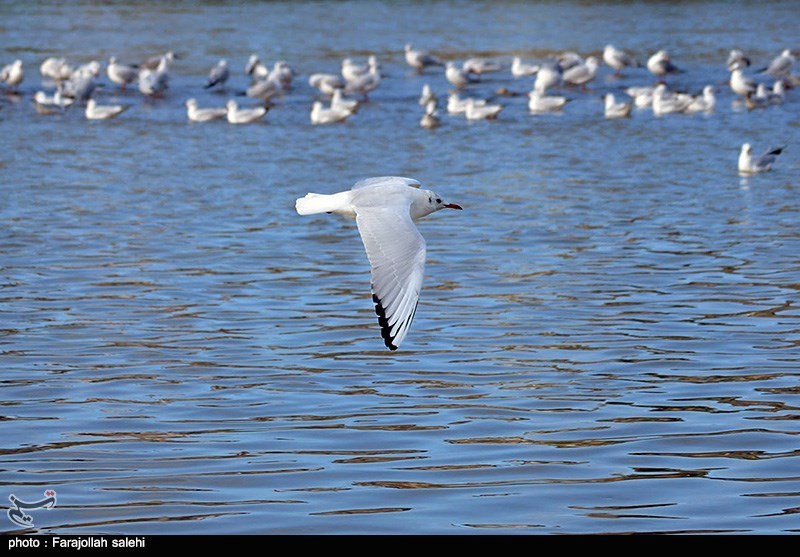 مهمانان زمستانه ایران از راه رسیدند/ کوچ هزاران بال از سیبری/ گذران زمستان در تالابهای شمال مهمانان زمستانه ایران از راه رسیدند/ کوچ هزاران بال از سیبری/ گذران زمستان در تالابهای شمال