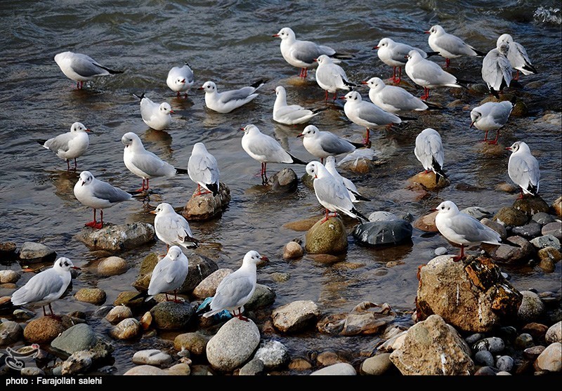 مهمانان زمستانه ایران از راه رسیدند/ کوچ هزاران بال از سیبری/ گذران زمستان در تالابهای شمال مهمانان زمستانه ایران از راه رسیدند/ کوچ هزاران بال از سیبری/ گذران زمستان در تالابهای شمال