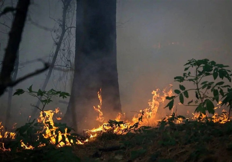 نابودی تدریجی جنگلهای هیرکانی/ آتشسوزیها بازماندگان عصر یخبندان را بلعیدهاند اخبار استان گلستان , جنگل های هیرکانی , نظام مسائل استان گلستان ,