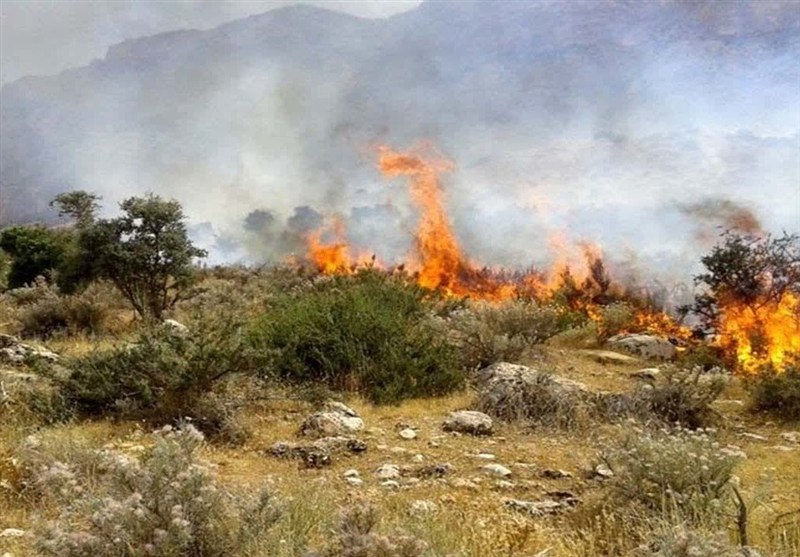 نابودی تدریجی جنگلهای هیرکانی/ آتشسوزیها بازماندگان عصر یخبندان را بلعیدهاند اخبار استان گلستان , جنگل های هیرکانی , نظام مسائل استان گلستان ,
