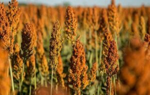 «نجات آب» ــ 48 | ترویج کشتهای نوین مقاوم به خشکی؛ مانند سورگوم «نجات آب» ــ 48 | ترویج کشتهای نوین مقاوم به خشکی؛ مانند سورگوم