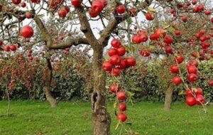 «نجات آب» ــ 50 | مزایای مزرعهها و باغهای چندکِِشتی و تنوع در مزرعه «نجات آب» ــ 50 | مزایای مزرعهها و باغهای چندکِِشتی و تنوع در مزرعه