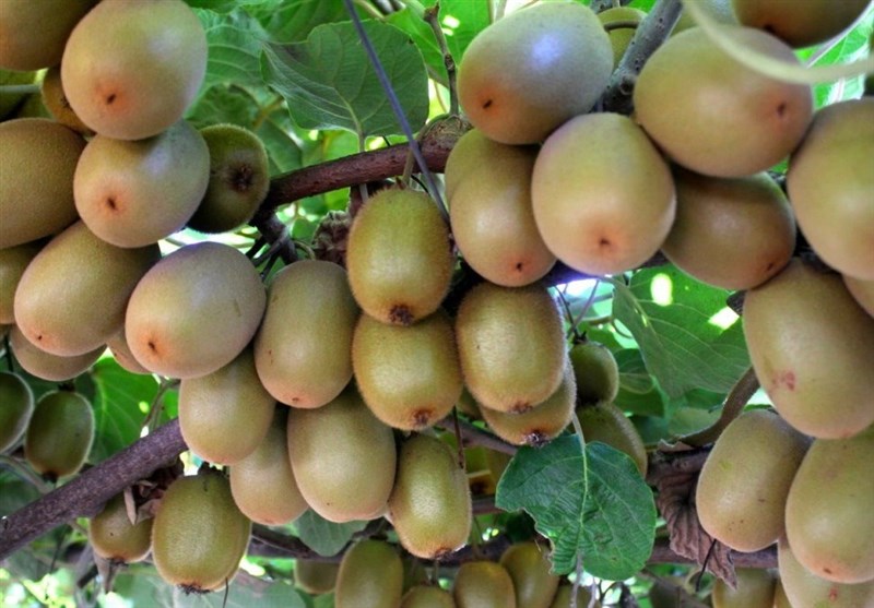 نقش استراتژیک باغداری در امنیت غذایی و ارزآوری/ فرصت طلایی اقتصاد کشاورزی ایران اخبار استان مازندران , اخبار ساری , نظام مسائل استان , نظام مسائل استان مازندران ,