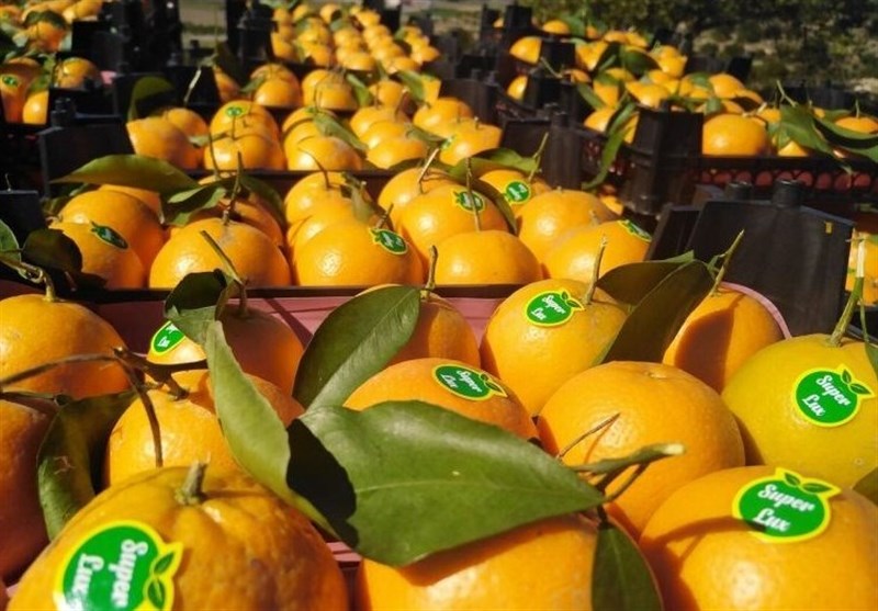 نقش استراتژیک باغداری در امنیت غذایی و ارزآوری/ فرصت طلایی اقتصاد کشاورزی ایران اخبار استان مازندران , اخبار ساری , نظام مسائل استان , نظام مسائل استان مازندران ,