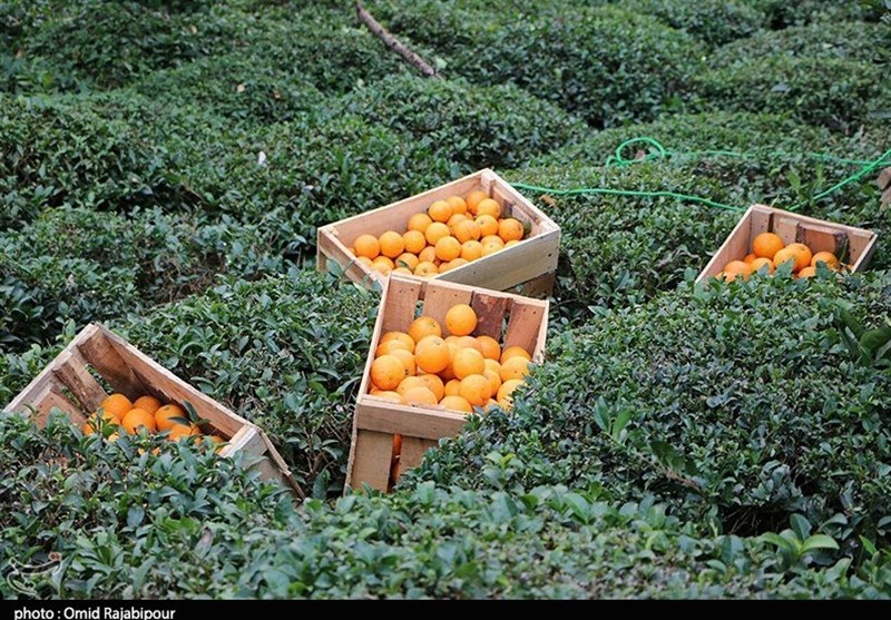 نقش استراتژیک باغداری در امنیت غذایی و ارزآوری/ فرصت طلایی اقتصاد کشاورزی ایران اخبار استان مازندران , اخبار ساری , نظام مسائل استان , نظام مسائل استان مازندران ,