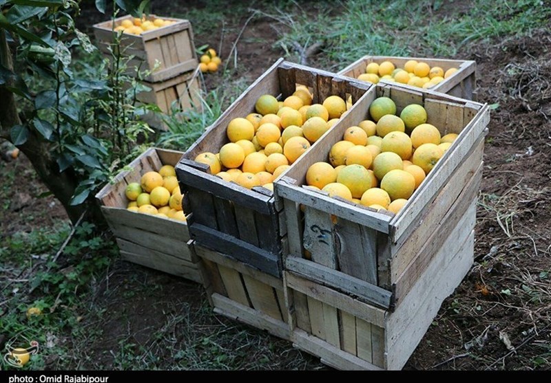 نقش استراتژیک باغداری در امنیت غذایی و ارزآوری/ فرصت طلایی اقتصاد کشاورزی ایران اخبار استان مازندران , اخبار ساری , نظام مسائل استان , نظام مسائل استان مازندران ,