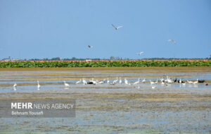 نقش تسهیلگری برنامه توسعه ملل متحد در تحقق حقابه تالابهای مرزی نقش تسهیلگری برنامه توسعه ملل متحد در تحقق حقابه تالابهای مرزی