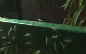 هستهای در کشاورزی ــ 68 | کاربرد فناوری هستهای در کنترل کنه و سفیدبالک گلخانهای هستهای در کشاورزی ــ 68 | کاربرد فناوری هستهای در کنترل کنه و سفیدبالک گلخانهای