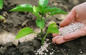 هستهای در کشاورزی ــ 69 |کاربرد فناوری هستهای در بهینهسازی مصرف کود کشاورزی هستهای در کشاورزی ــ 69 |کاربرد فناوری هستهای در بهینهسازی مصرف کود کشاورزی