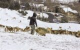 هشدار درباره نزدیک شدن حیاتوحش به مناطق مسکونی با سرد شدن هوا هشدار درباره نزدیک شدن حیاتوحش به مناطق مسکونی با سرد شدن هوا