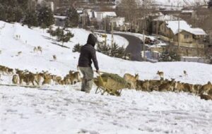 هشدار درباره نزدیک شدن حیاتوحش به مناطق مسکونی با سرد شدن هوا هشدار درباره نزدیک شدن حیاتوحش به مناطق مسکونی با سرد شدن هوا