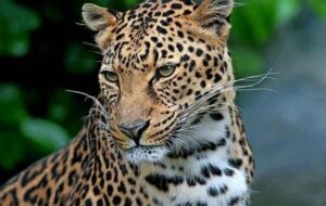 وجود پلنگ ایرانی در پارک ملی لار تأیید شد وجود پلنگ ایرانی در پارک ملی لار تأیید شد