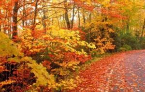 پاییز کجای شمال بریم؟ / معرفی و آدرس جاهای دیدنی شمال در پاییز پاییز کجای شمال بریم؟ / معرفی و آدرس جاهای دیدنی شمال در پاییز