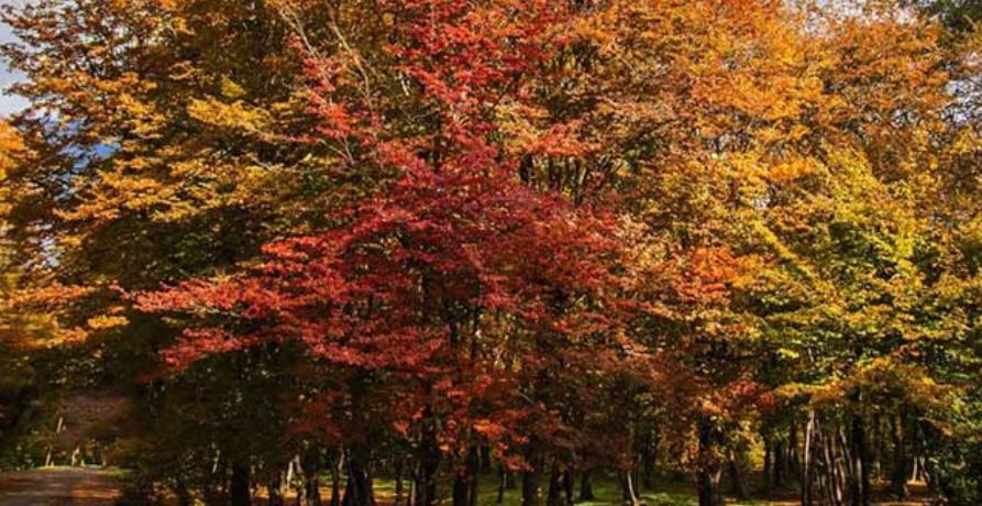 پاییز کجای شمال بریم؟ / معرفی و آدرس جاهای دیدنی شمال در پاییز پاییز کجای شمال بریم؟ / معرفی و آدرس جاهای دیدنی شمال در پاییز